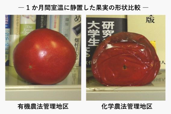トマトの比較